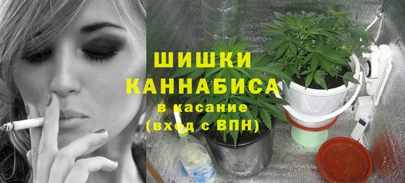 мега зеркало  Кедровый  Бошки марихуана OG Kush  что такое  